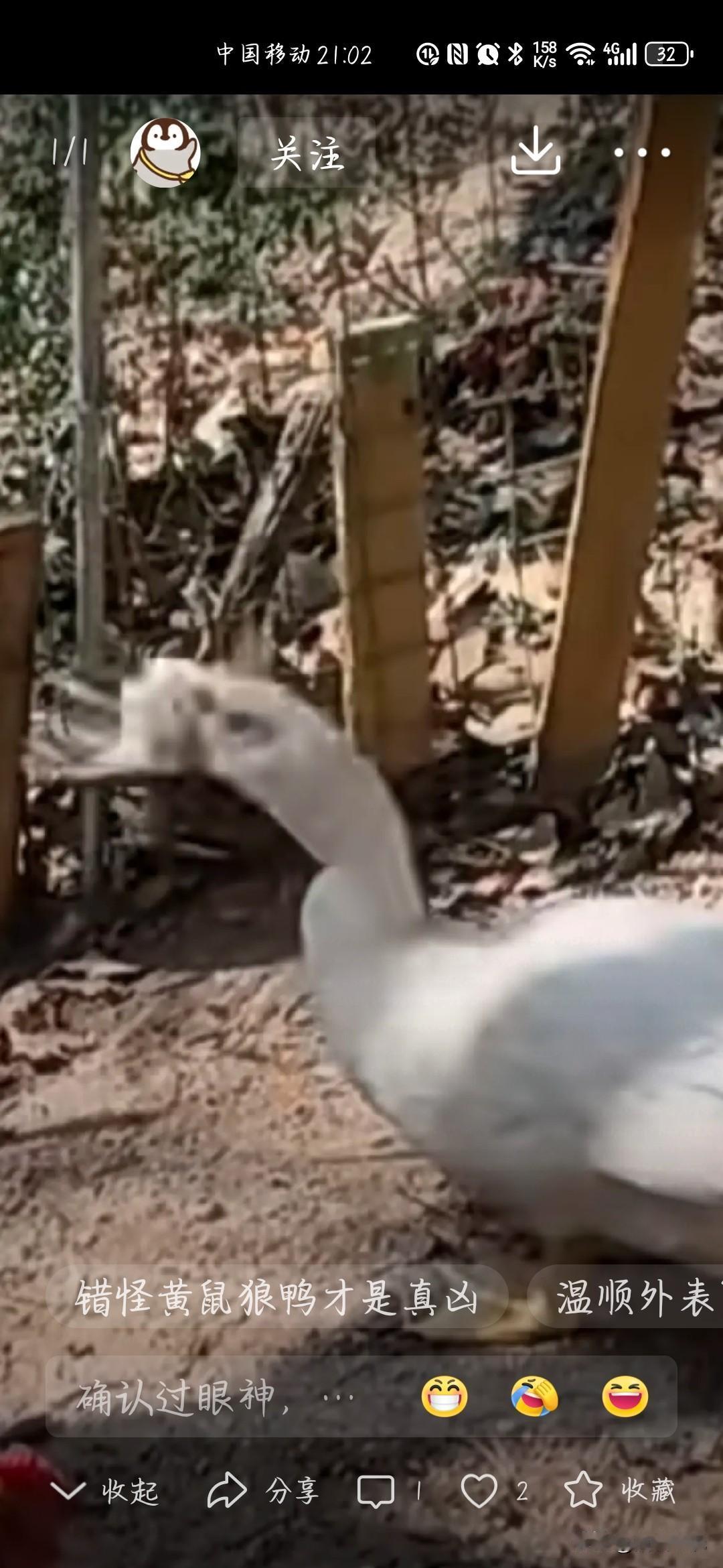 鸭子吃鸡？不是“凶案”是误会！家户混养家禽要注意什么？

近日，福建厦门一位女士