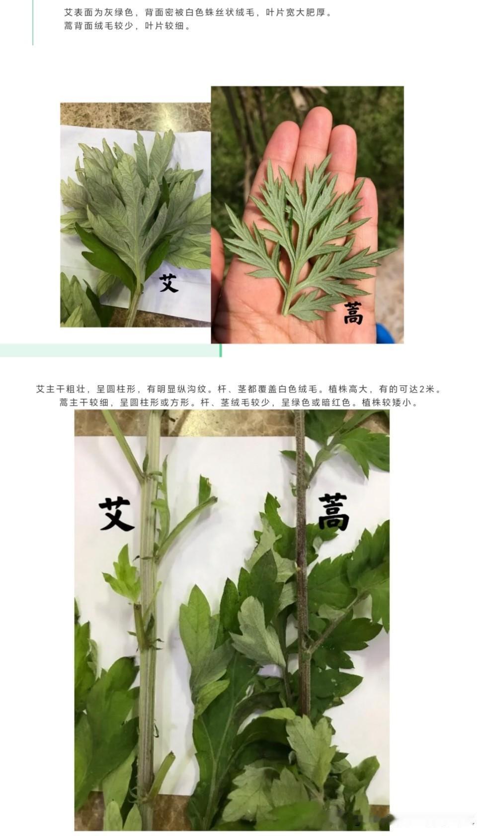 艾的味道浓郁，又高又长，叶片宽大，叶子背面和茎干上有很多绒毛。蒿草味道轻，没有绒