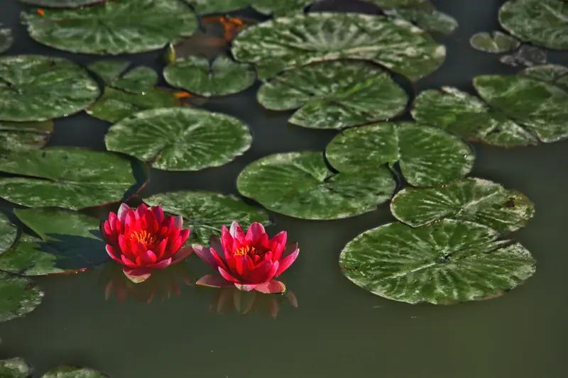 看到“片片绿叶送和风”这句下联，瞬间来了兴致。我对“朵朵红莲迎暖日”作为上联。“
