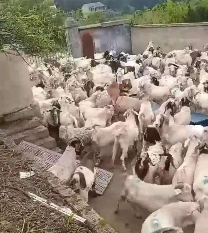 “太可恶！”贵州铜仁，男子在熟人建议下，贷款买了543只羊，从河南运到贵州玉屏开