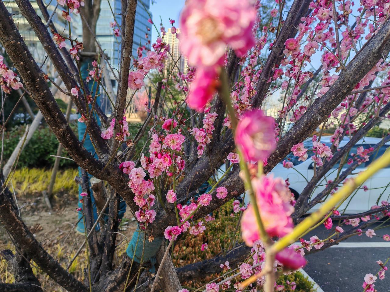 梅花香自苦寒来
