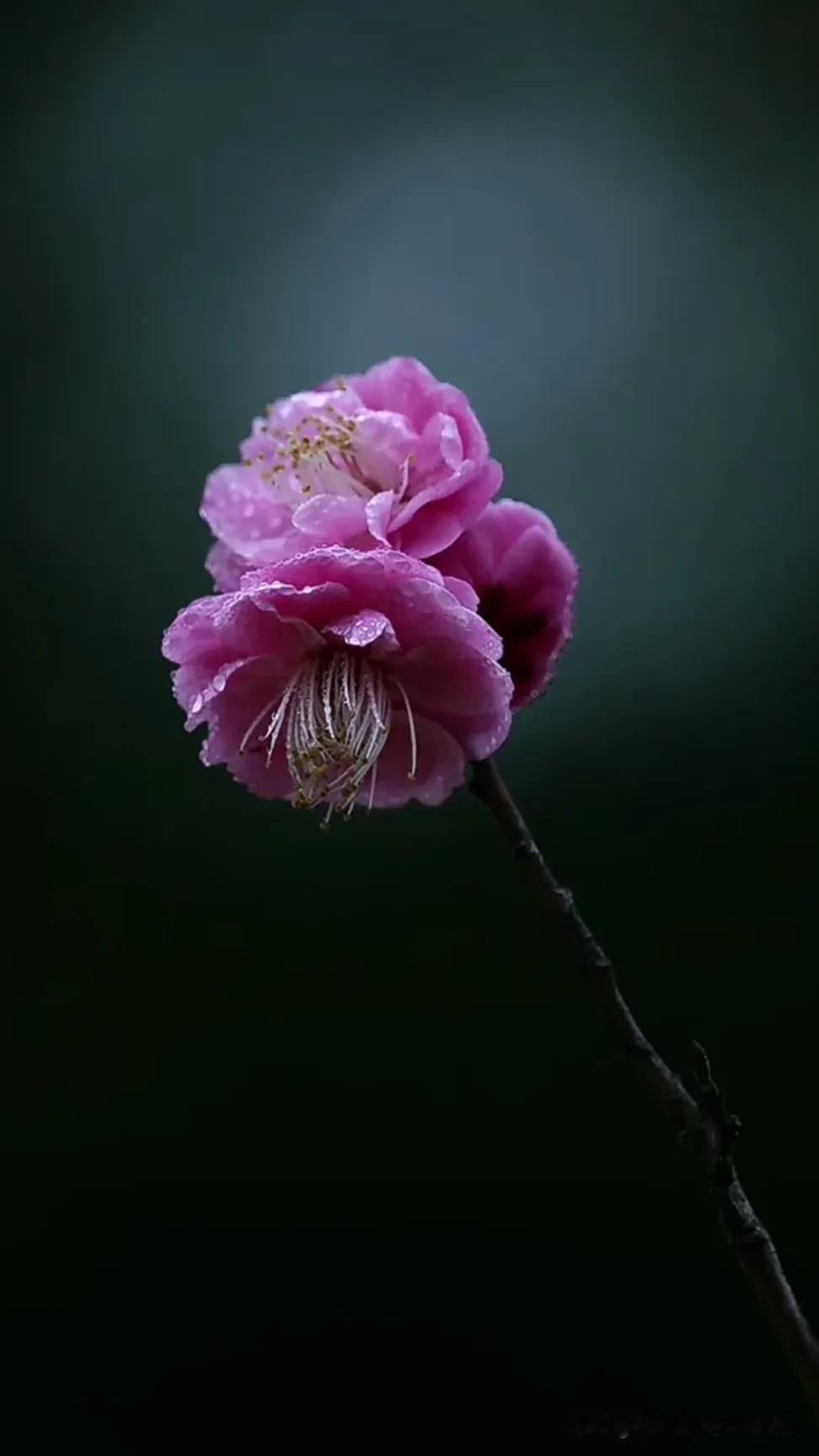 花影沉香处，幽梦入诗行。一树一花影重重