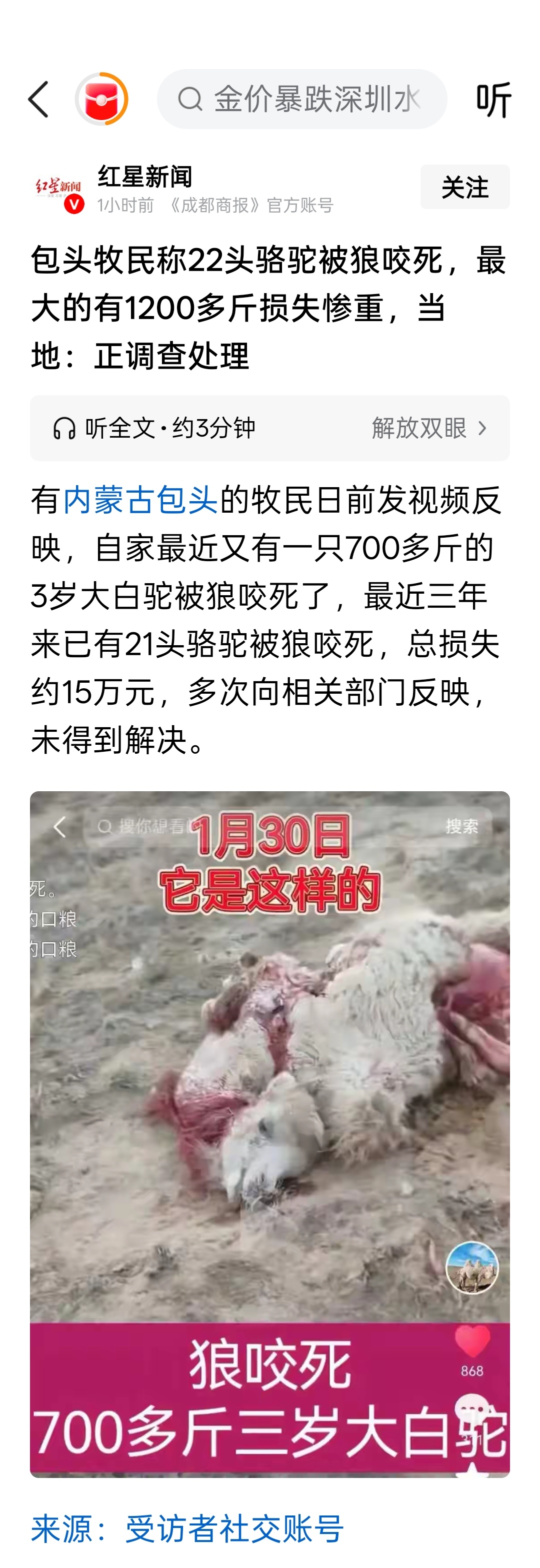 包头牧民称22头骆驼被狼咬死，最大的有1200多斤损失惨重，当地：正调查处理。现