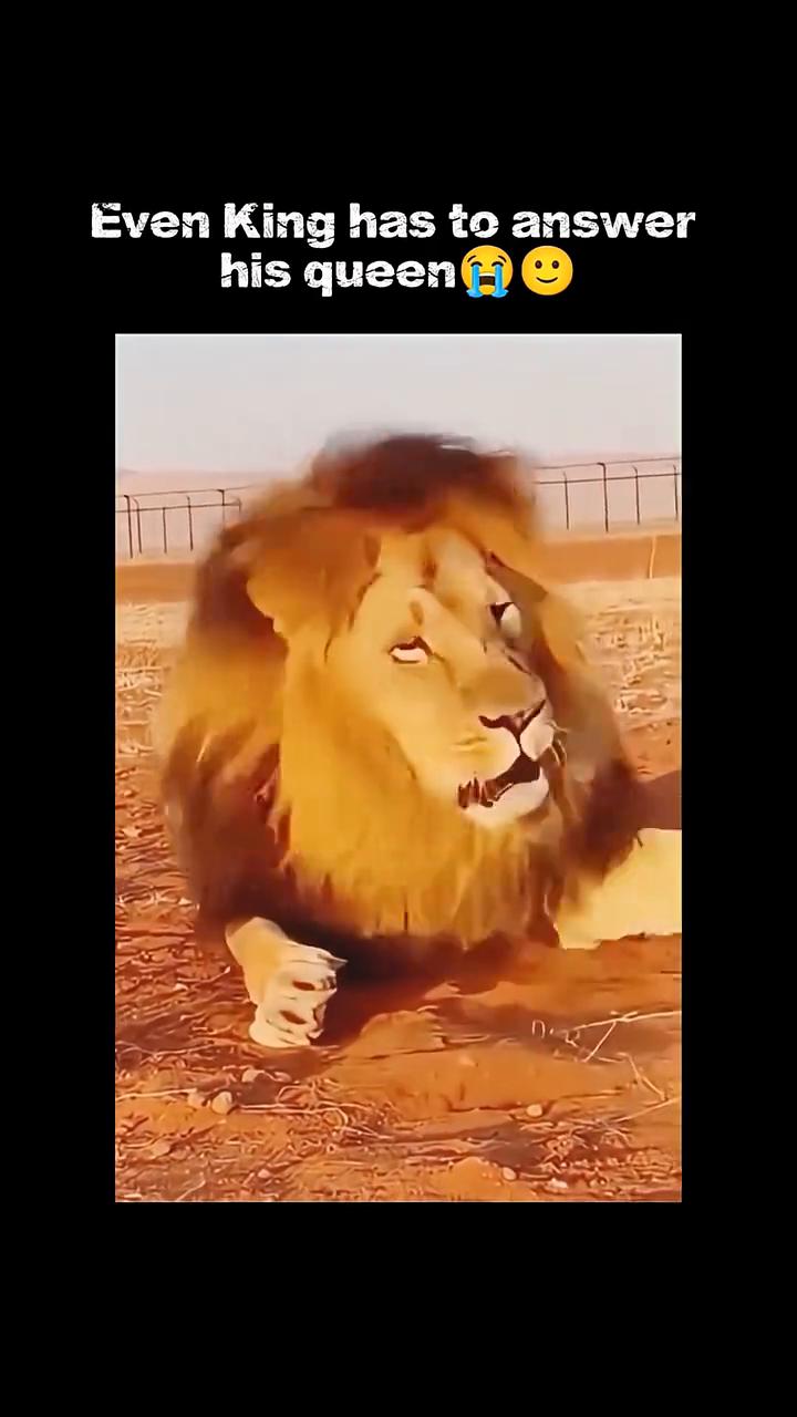 Even King has to answer his queen。