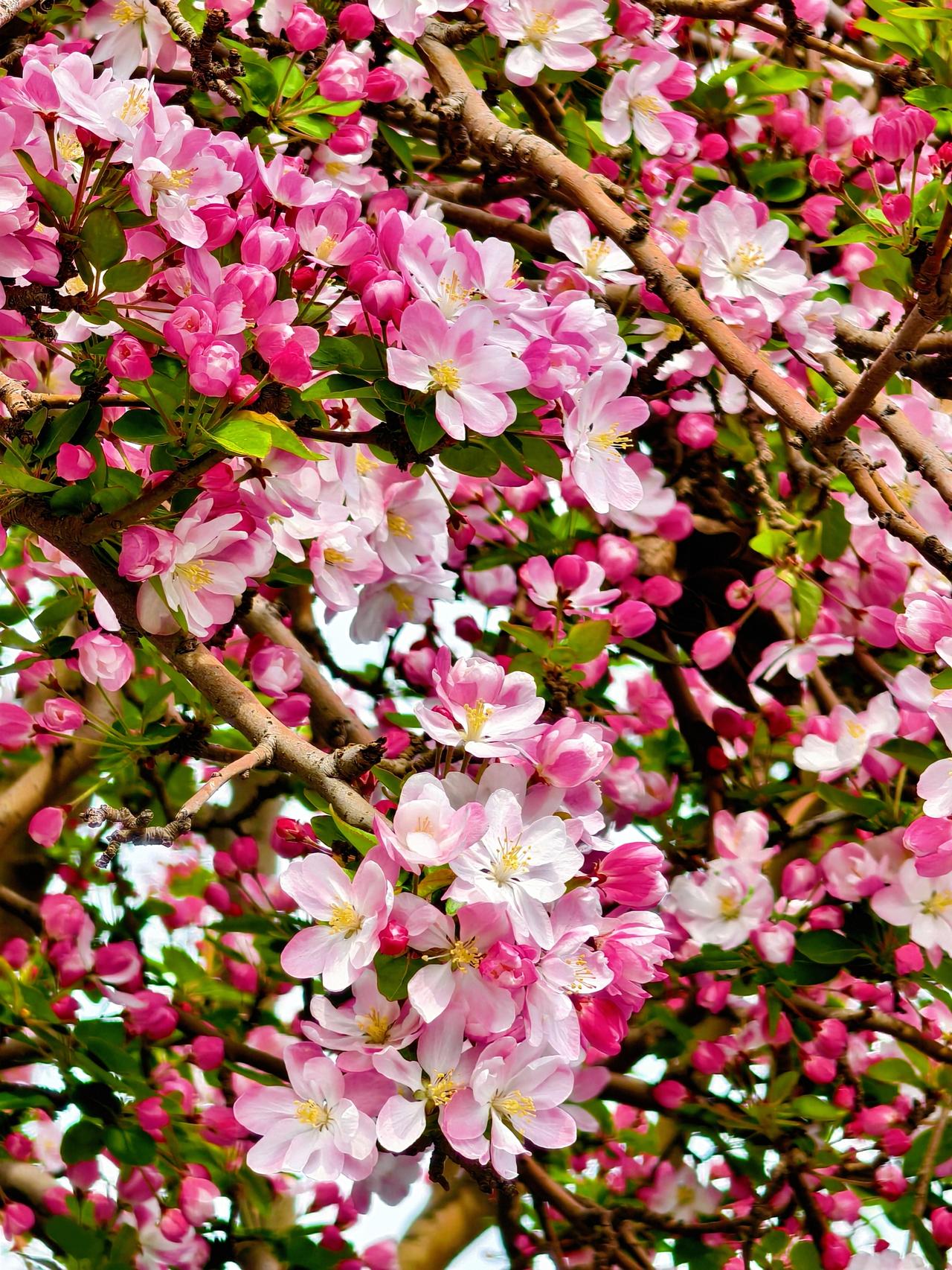 ✨3月30日大理道海棠花开花进度
💕我今儿个下午来到了大理道，大部分海棠花还是