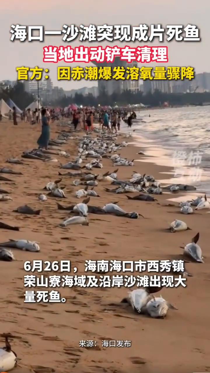 海口沙滩出现大量死鱼。
海口发布。
海口一沙滩突现成片死鱼，当地出动铲车清理。官