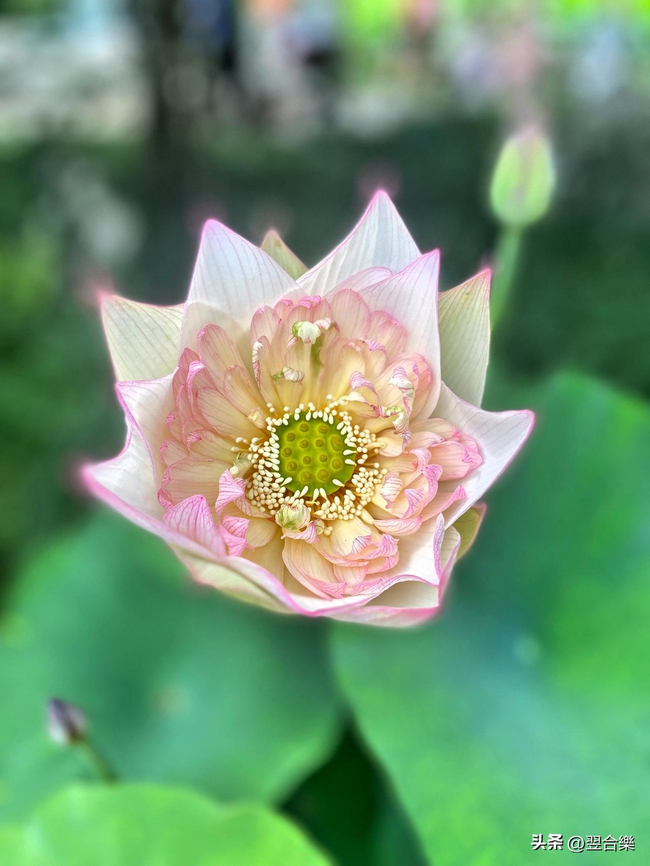 《到拙政园与荷告别》
今天下午，临时决定临行前到拙政园看一下荷花展，太值了！走进