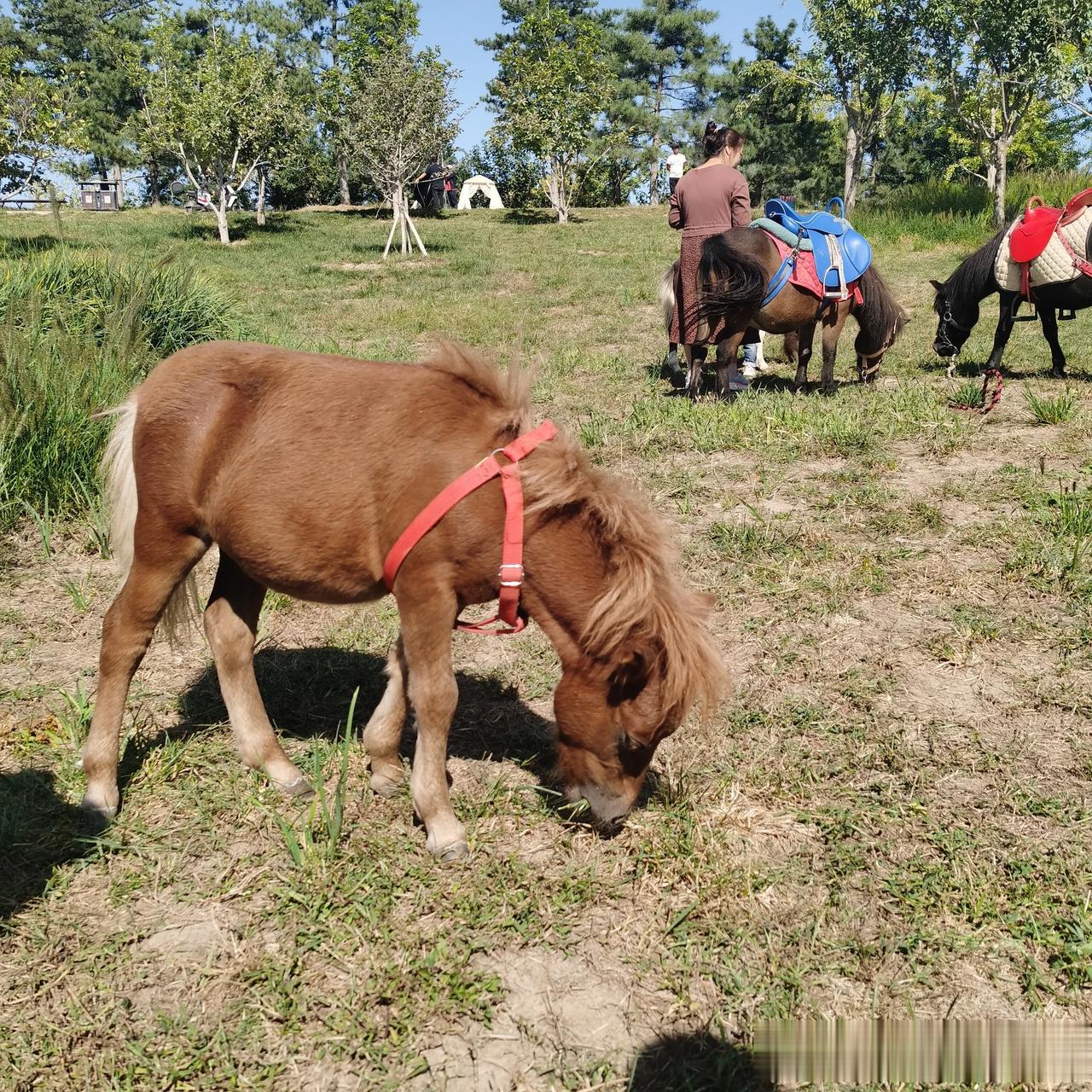 #记录我的2023# 
#秋日生活打卡记# 
秋天也很好。桂花会开，空气会香甜，