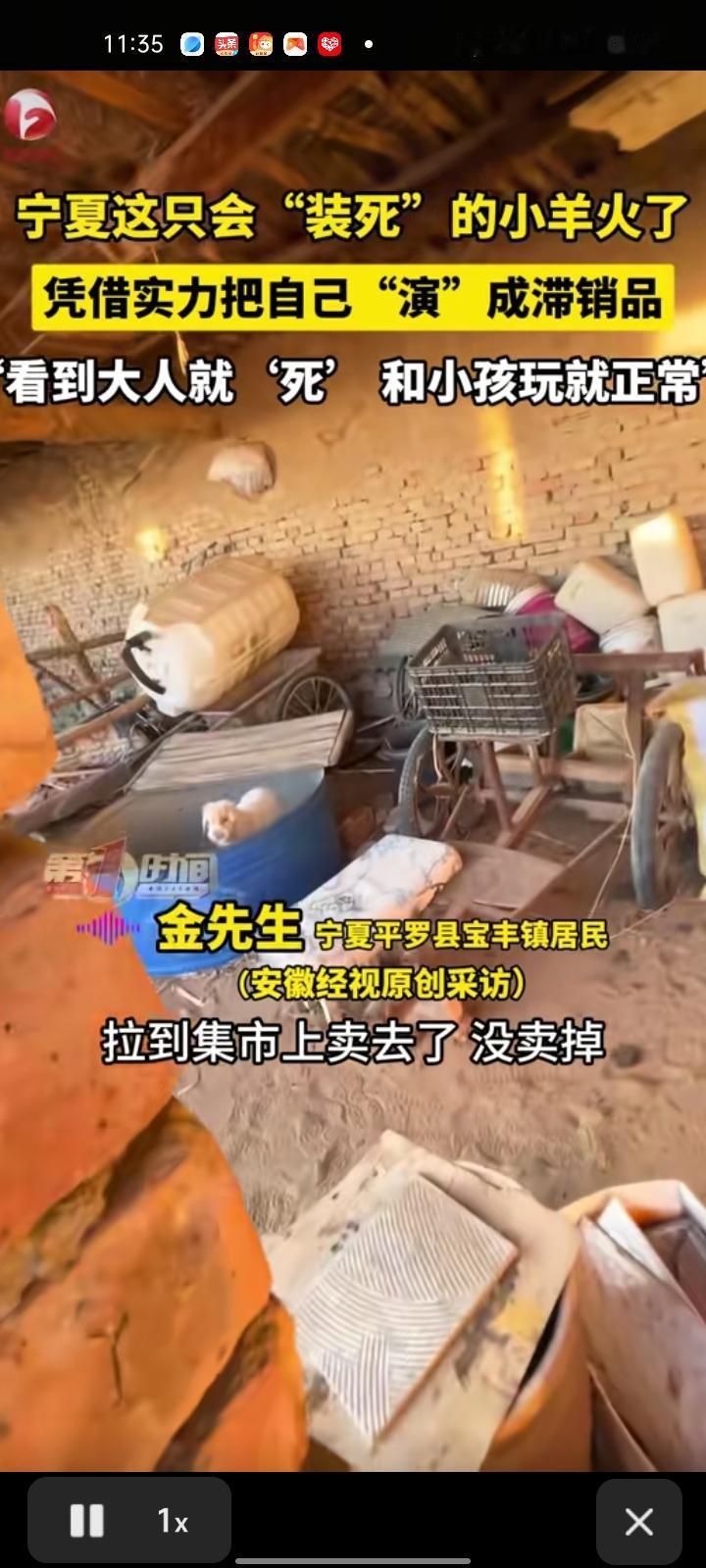 1月11日，石嘴山市平罗县。一只会装死的小羊火爆网络，凭借实力把自己演成“滞销品