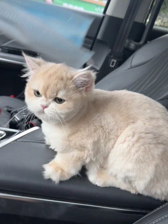 弥补了德文没有蓝金色的遗憾😂