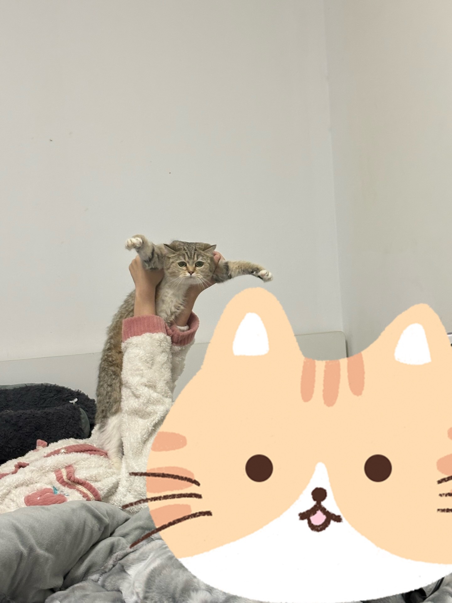 🙈哈哈哈 发现我一直都有点虐猫 是不是心态有问题 天天喜欢这样 是不是真的心理