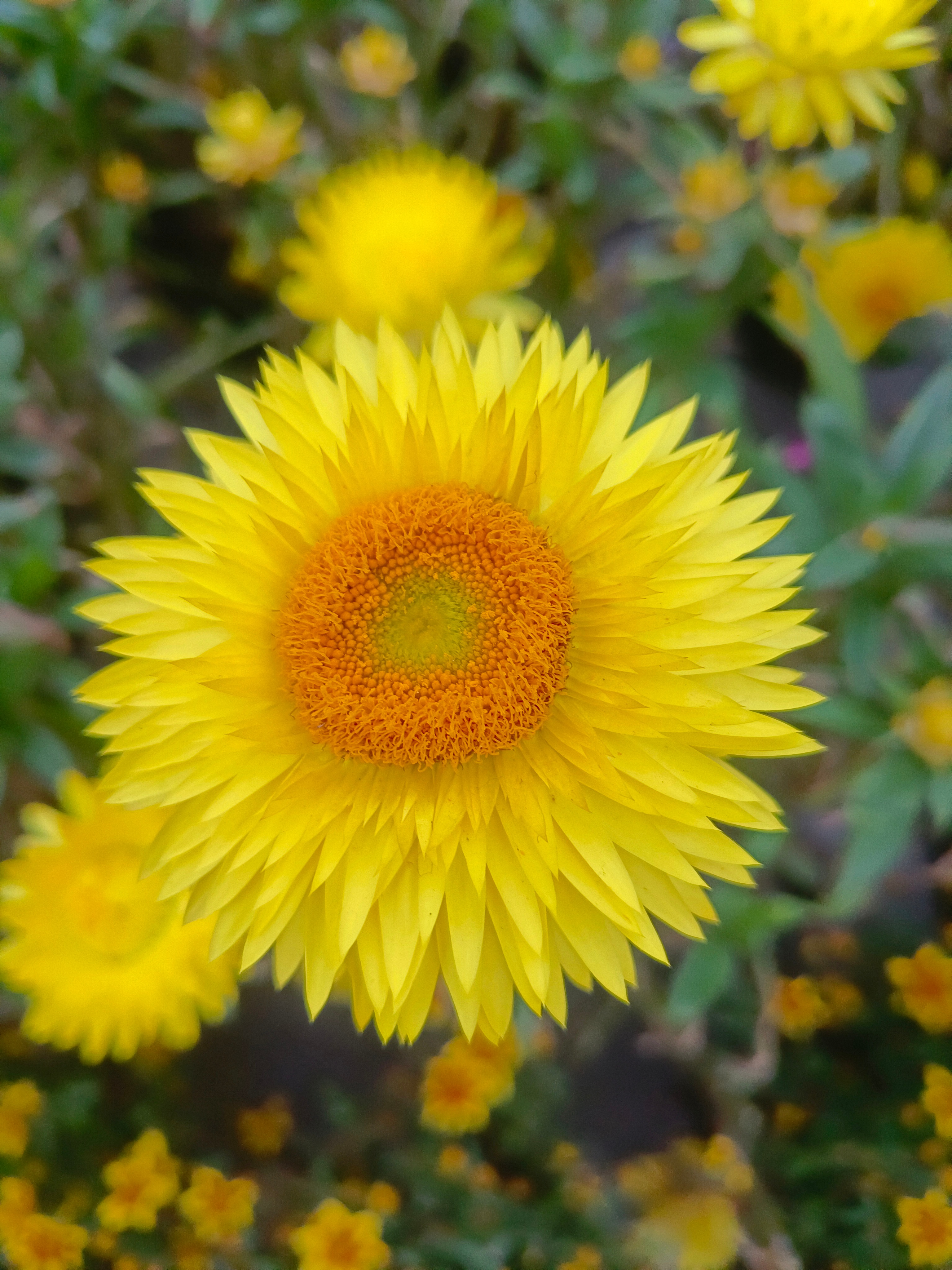 张老师走在了春风里，在那边记得不要辜负春光，散散步、赏赏花、喝喝茶、看看书、玩玩