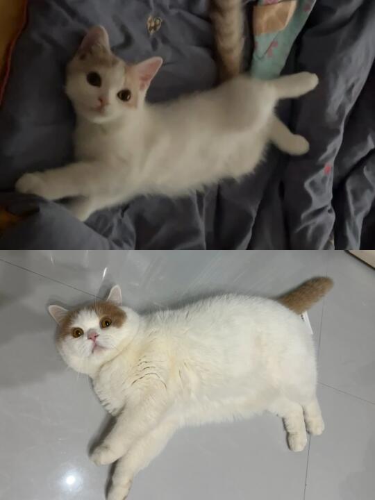 不得不说whycat是有些养猪的天分在身上的