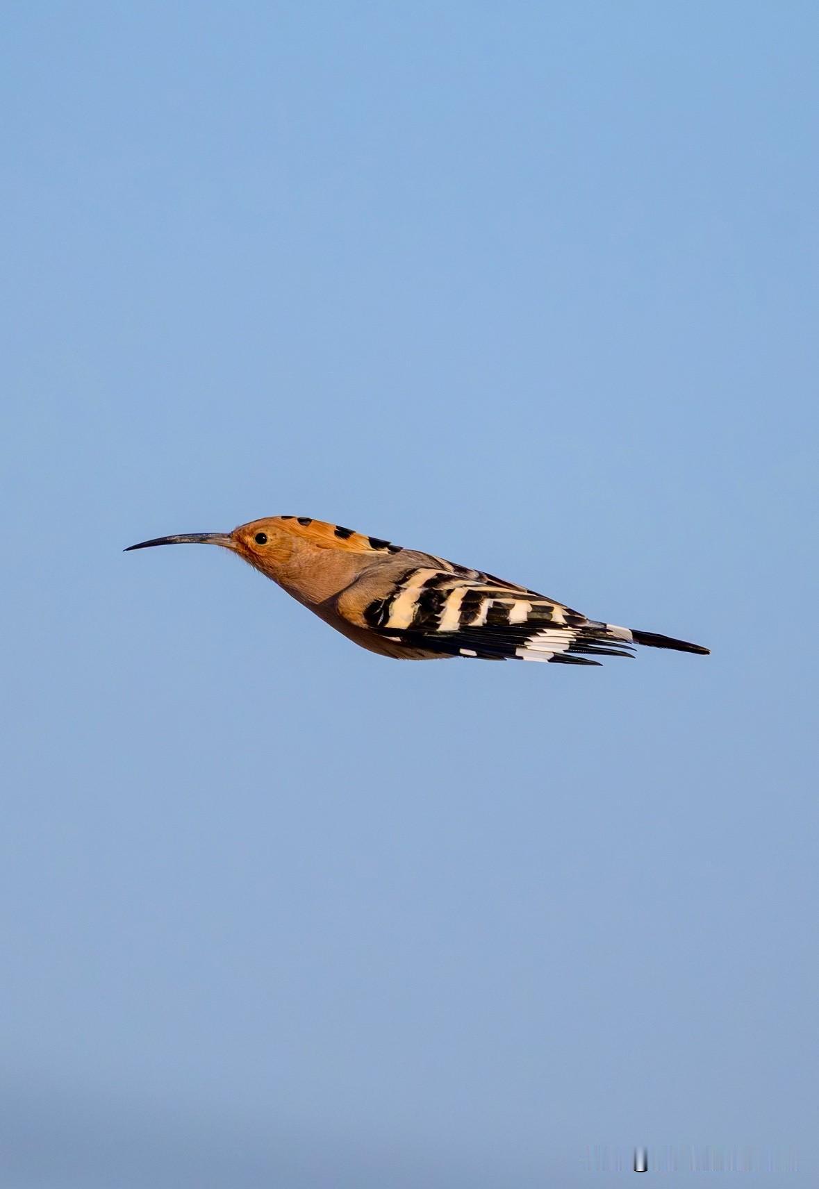 flying