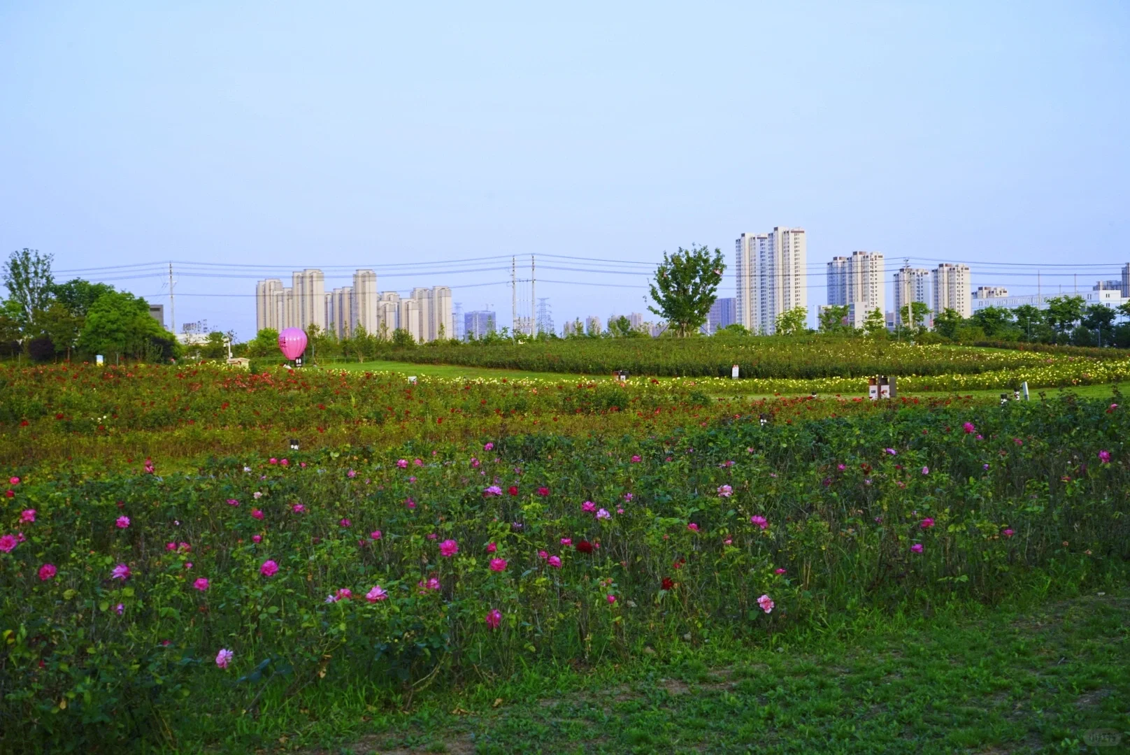 景美人少，想不到合肥还有这么能出片的地方，瑶海青年创意田园里的花实在是太多了！
...