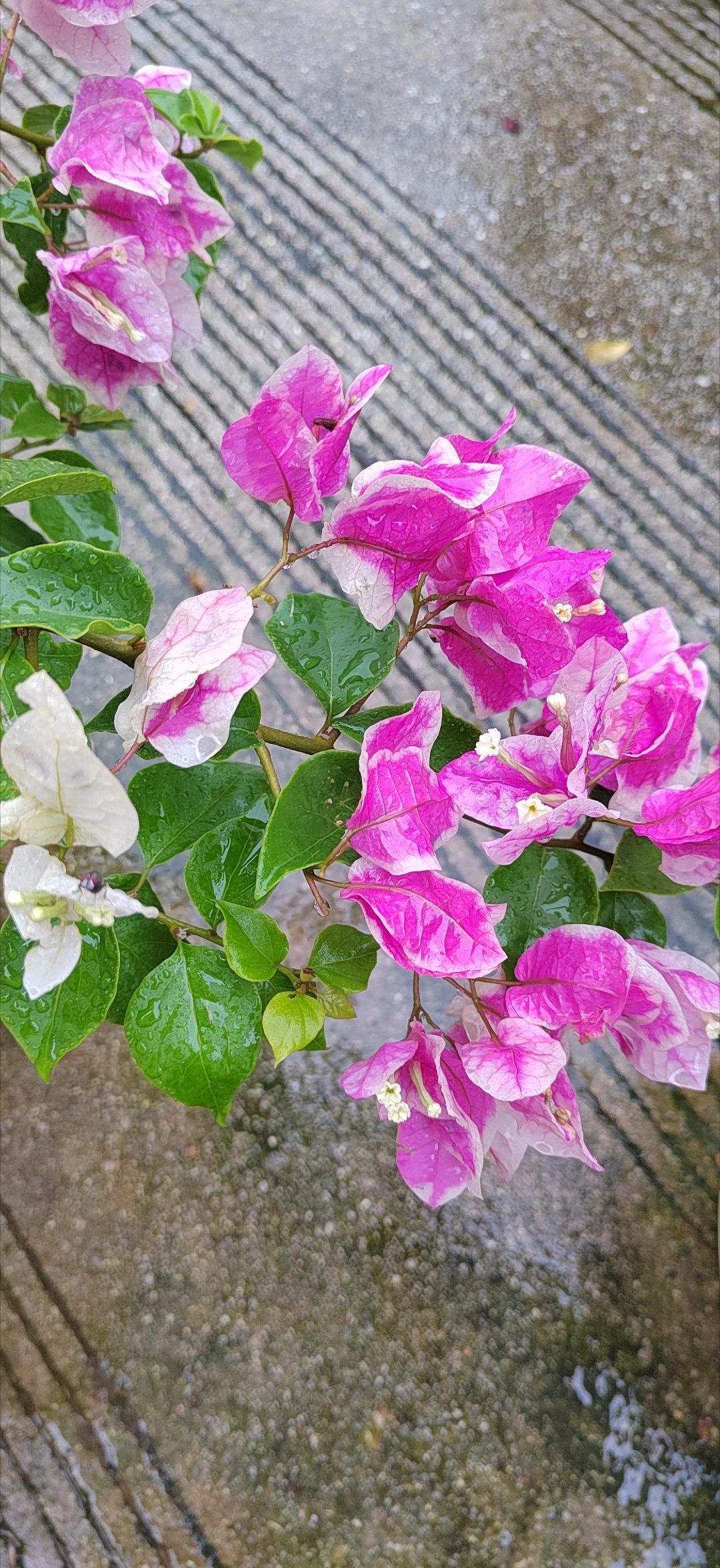 风来听风，雨来赏雨万事随心，便是清欢 