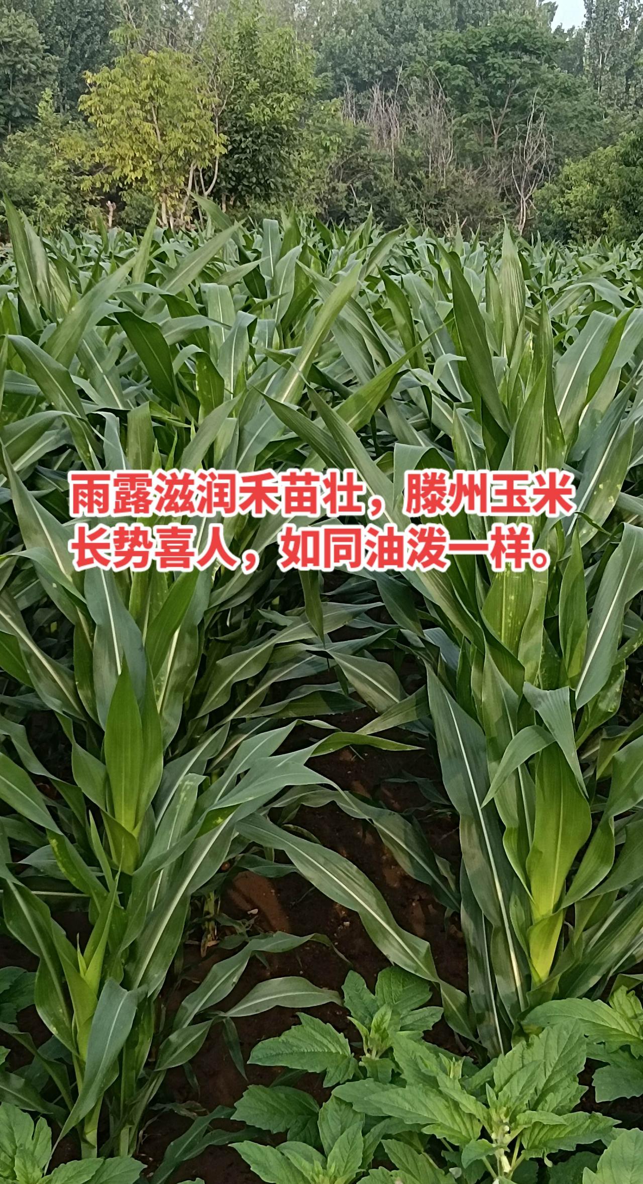 昨夜雨水滋润，滕州的玉米～叶子油亮油亮的，就像刚泼过一层油似的，看着特别精神！根