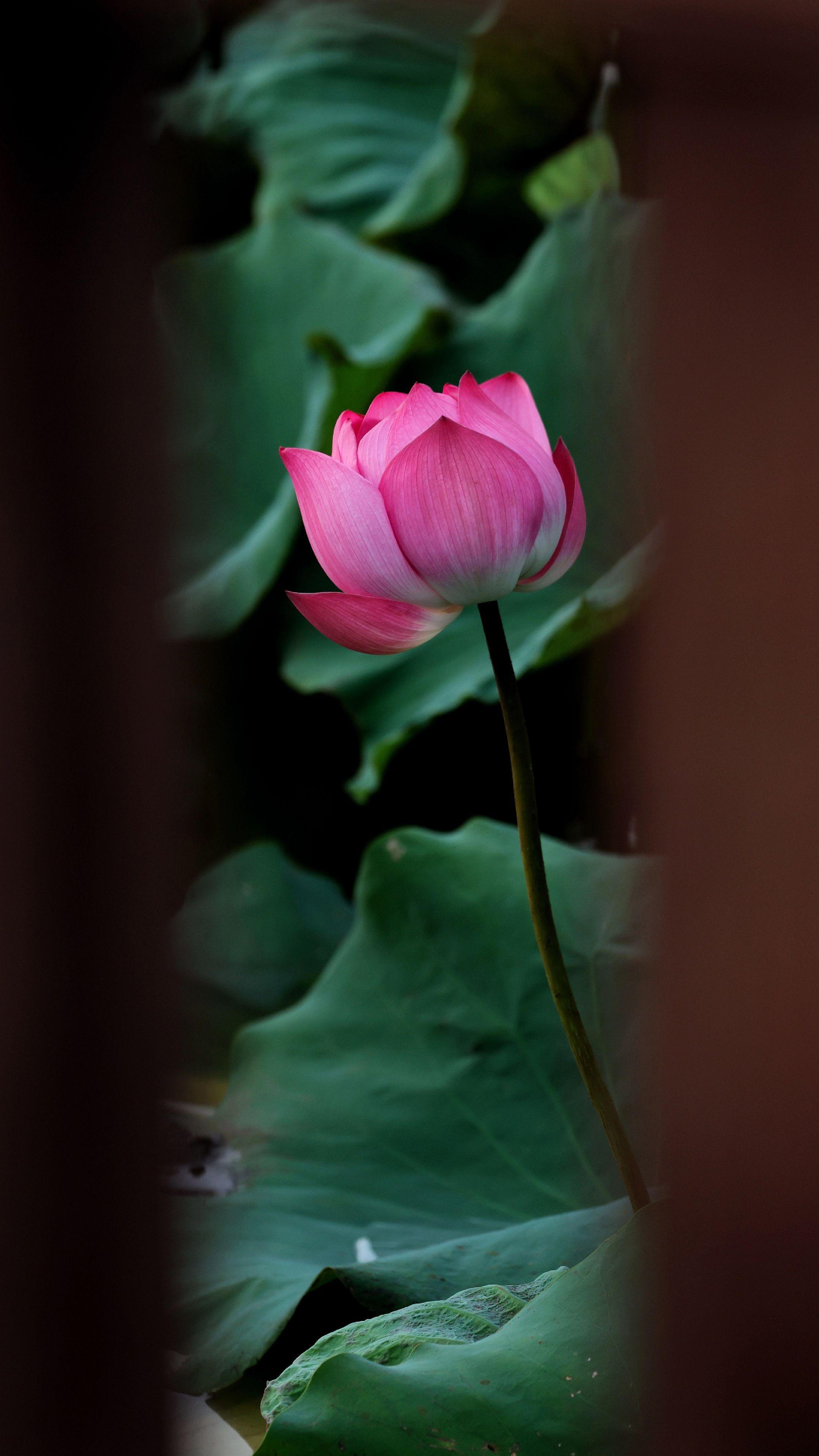 🌸🌸 🌸听歌🎶