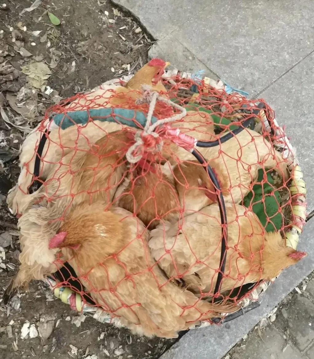 二姨赠予我们六只家养的母鸡，这盛情难却。

考虑到她孤身一人，儿子又不太孝顺，我