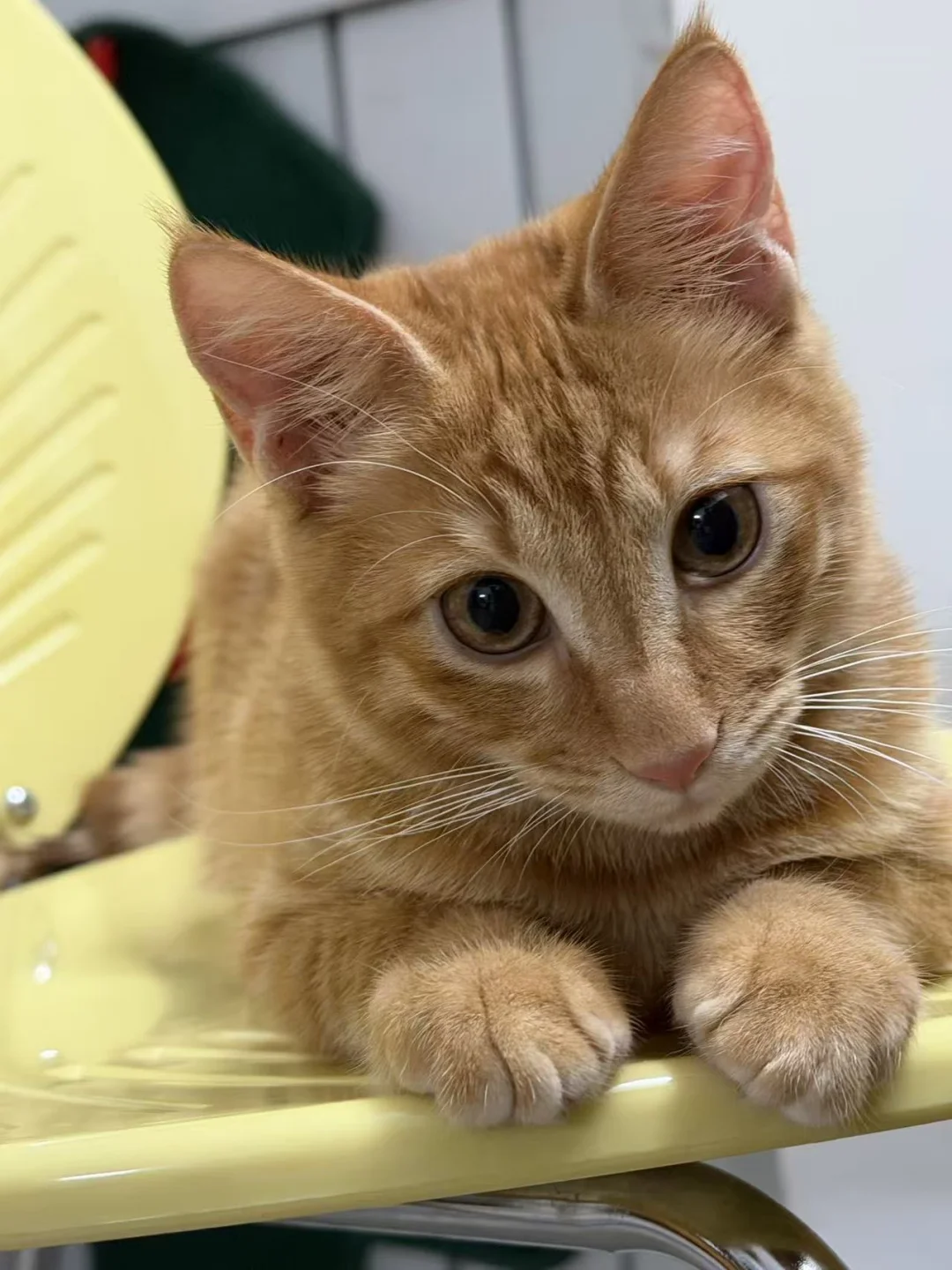 领养贴：这么萌的橘猫你不心动吗？？