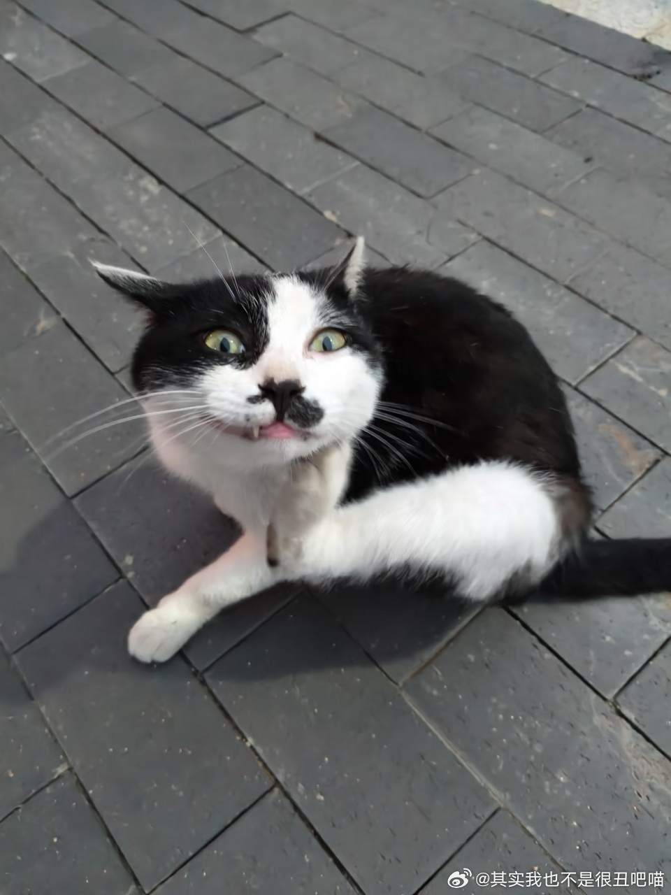 ❗️【领养】猫咪领养 🐱流浪猫领养 📍坐标西安碑林区，送猫上门🐈猫咪姓名：