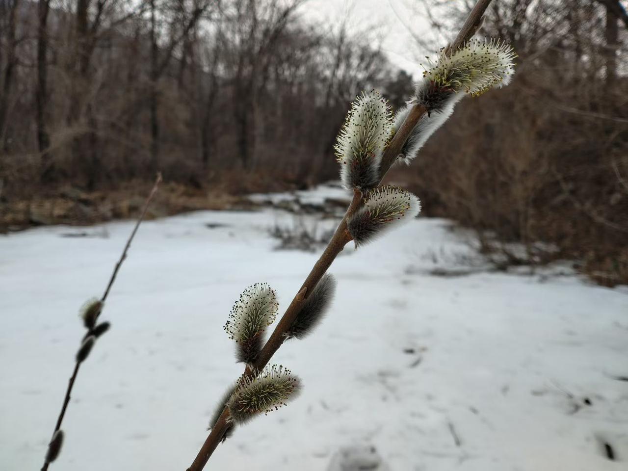 与痛风斗争的历程209
 
   晨起时，周身关节暂无明显不适，唯有左膝与左肩依