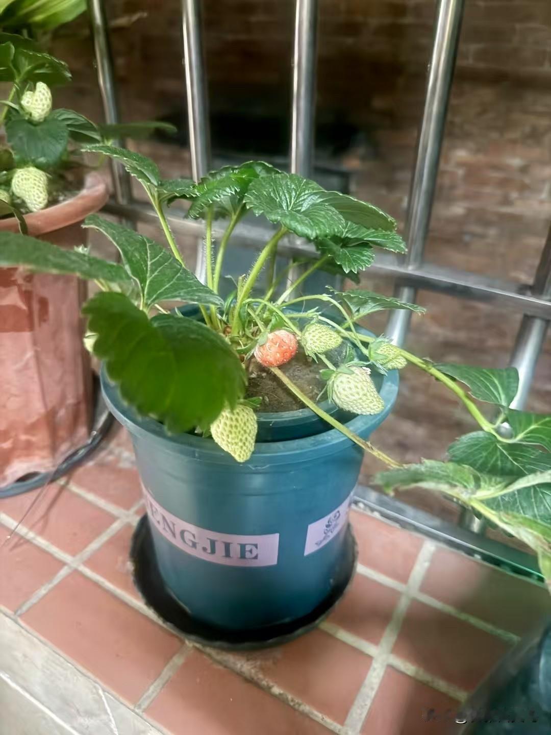 下班回到家，累得腿都快抬不起来了，往阳台一瞟，瞬间就被那一盆草莓苗给治愈了。你看