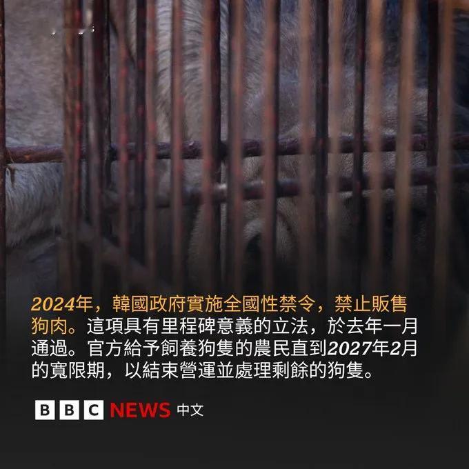 “他们通过了法律，却没有实际的计划，现在又说连狗都不收。”

2024年，韩国政