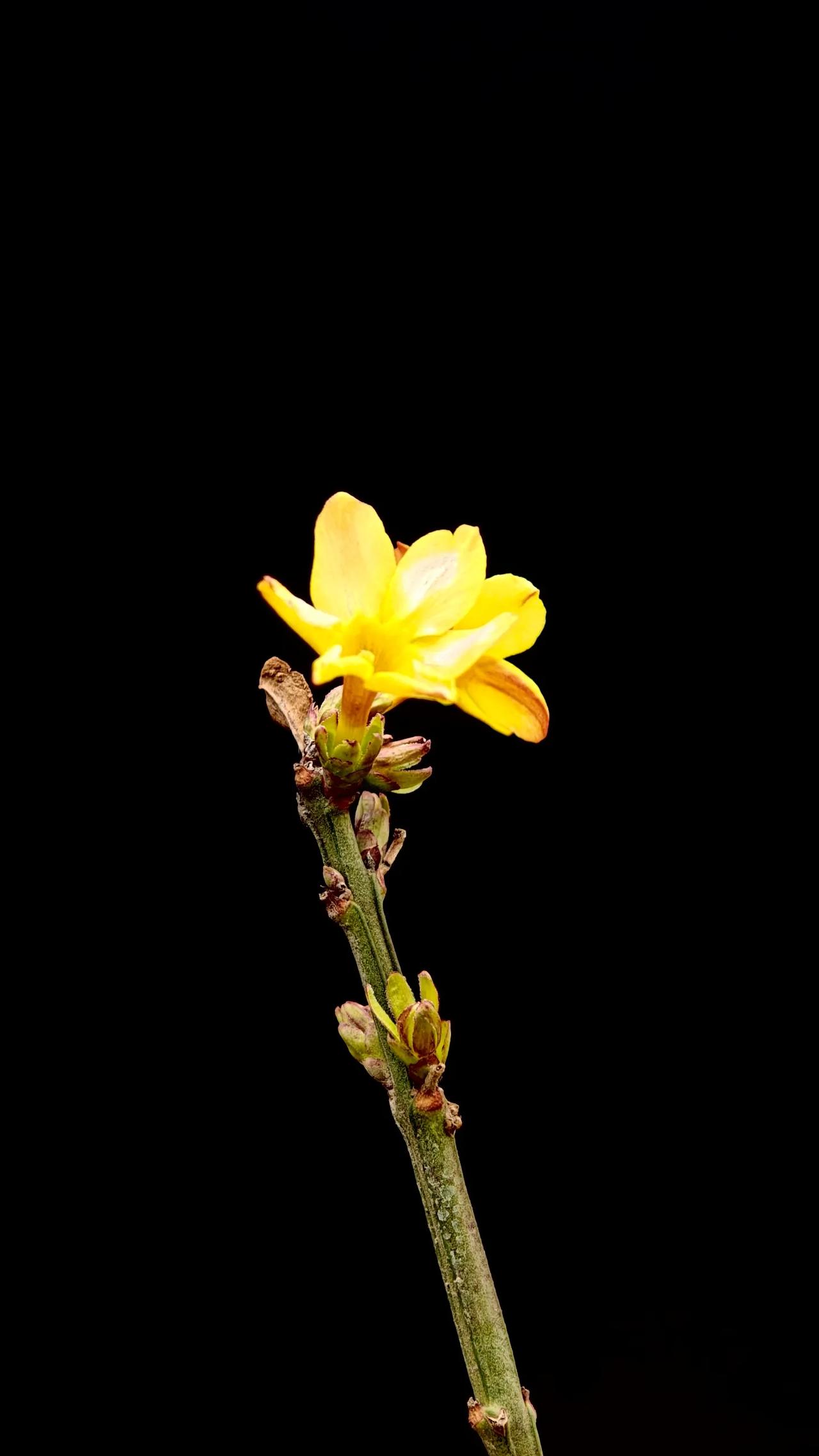 春到平阳
你忙着迎接春天
迎接客人
本来说，调入单位先签字
然后，调出单位再签字