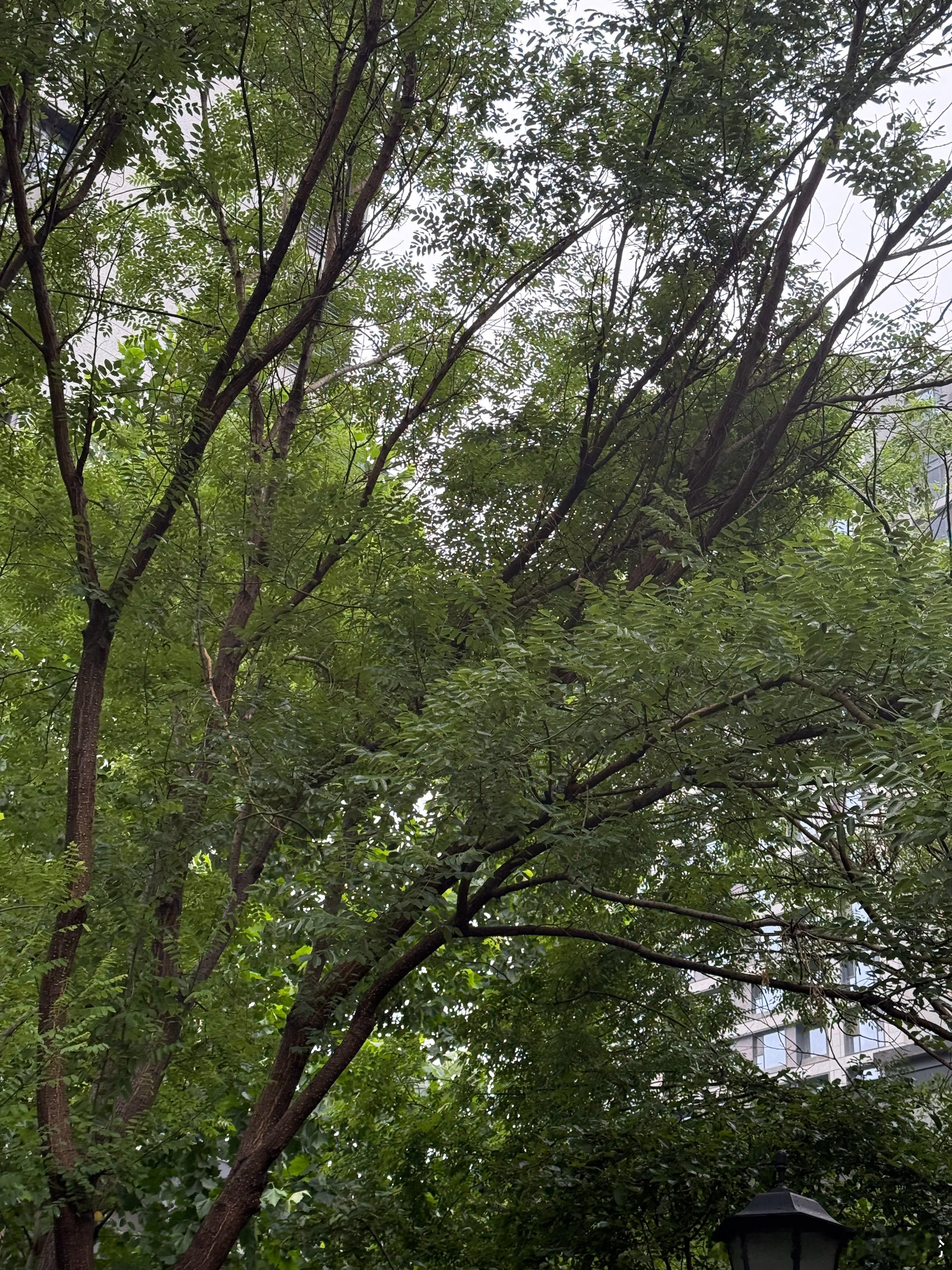 雨天的绿色生机，绿色盎然！👍 