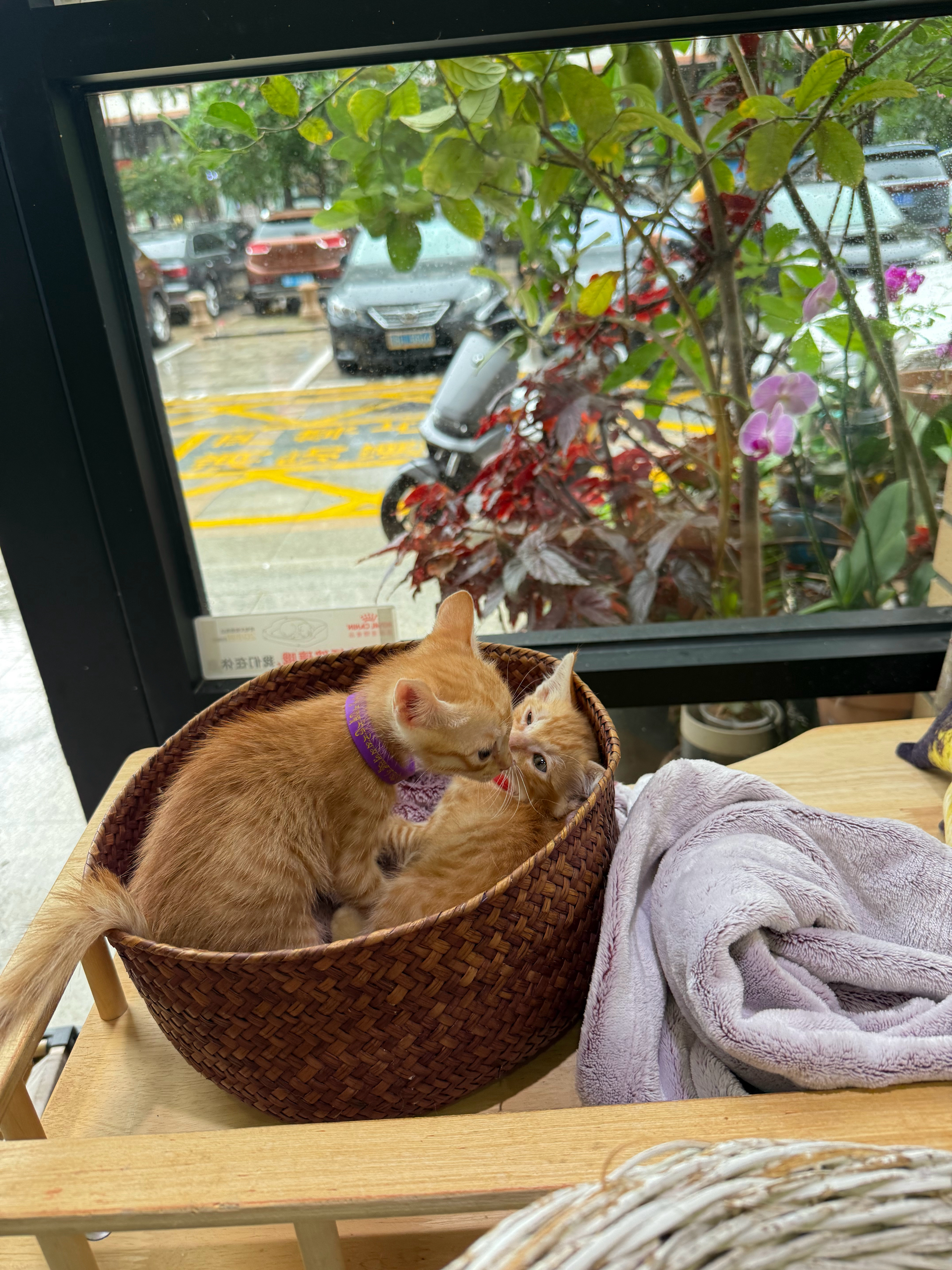 不知道的还以为你们俩是亲兄弟呢！深圳领养猫咪 深圳