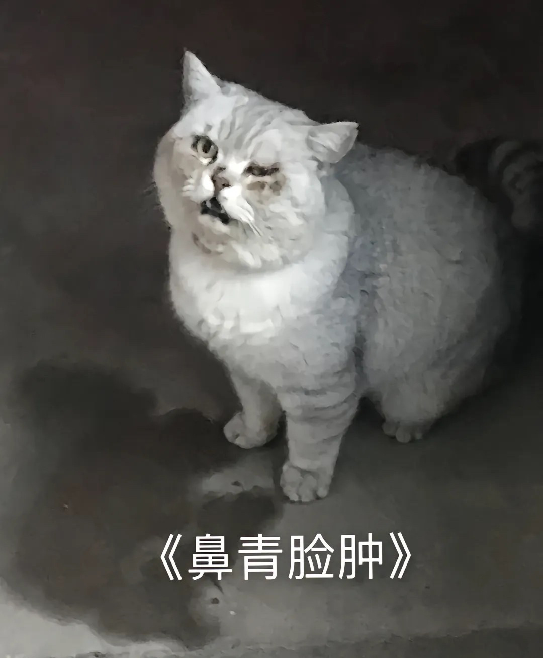 #调戏野猫后它打了我家猫#猫咪出去被流浪猫打了，猫咪回家告状～ ​​​