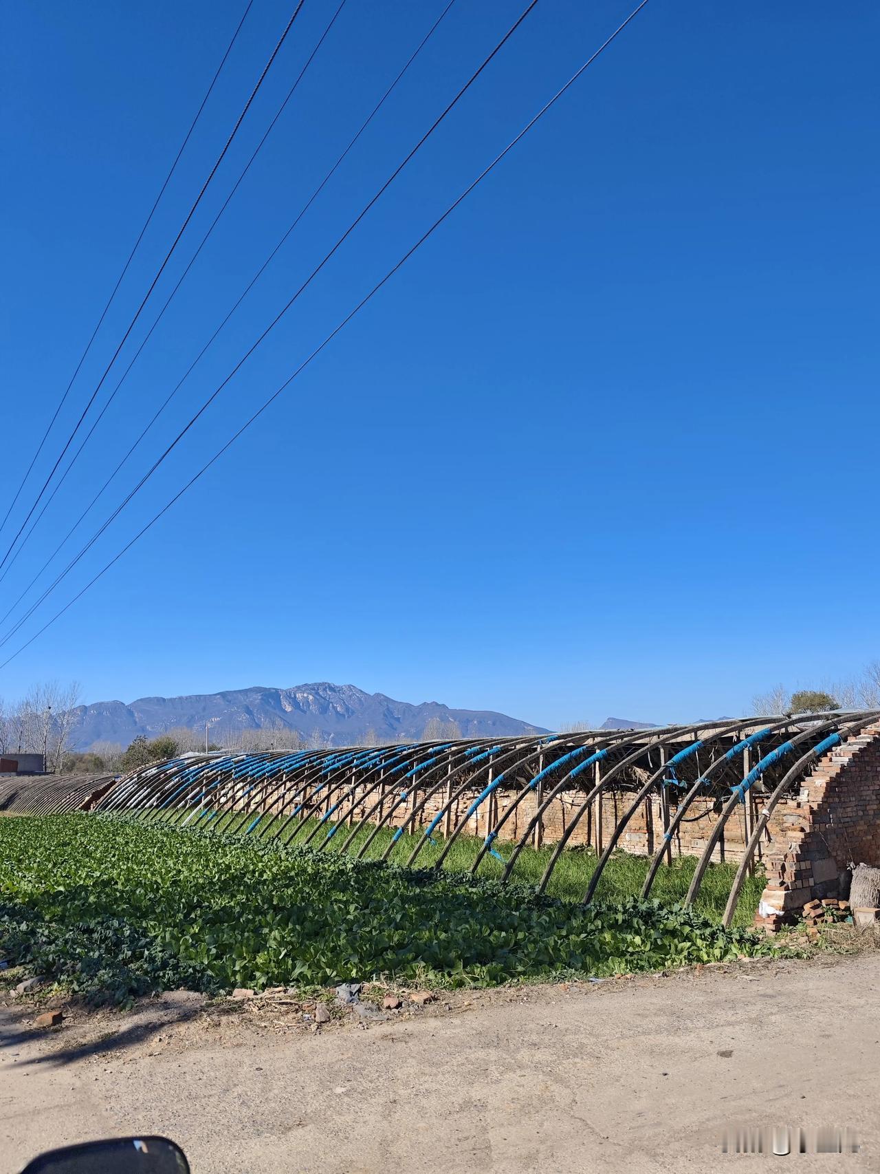 这蓝天也太给面儿了！村头大棚的菜叶子油绿油绿的，棚架上那抹蓝绳还挺俏皮~远处山尖