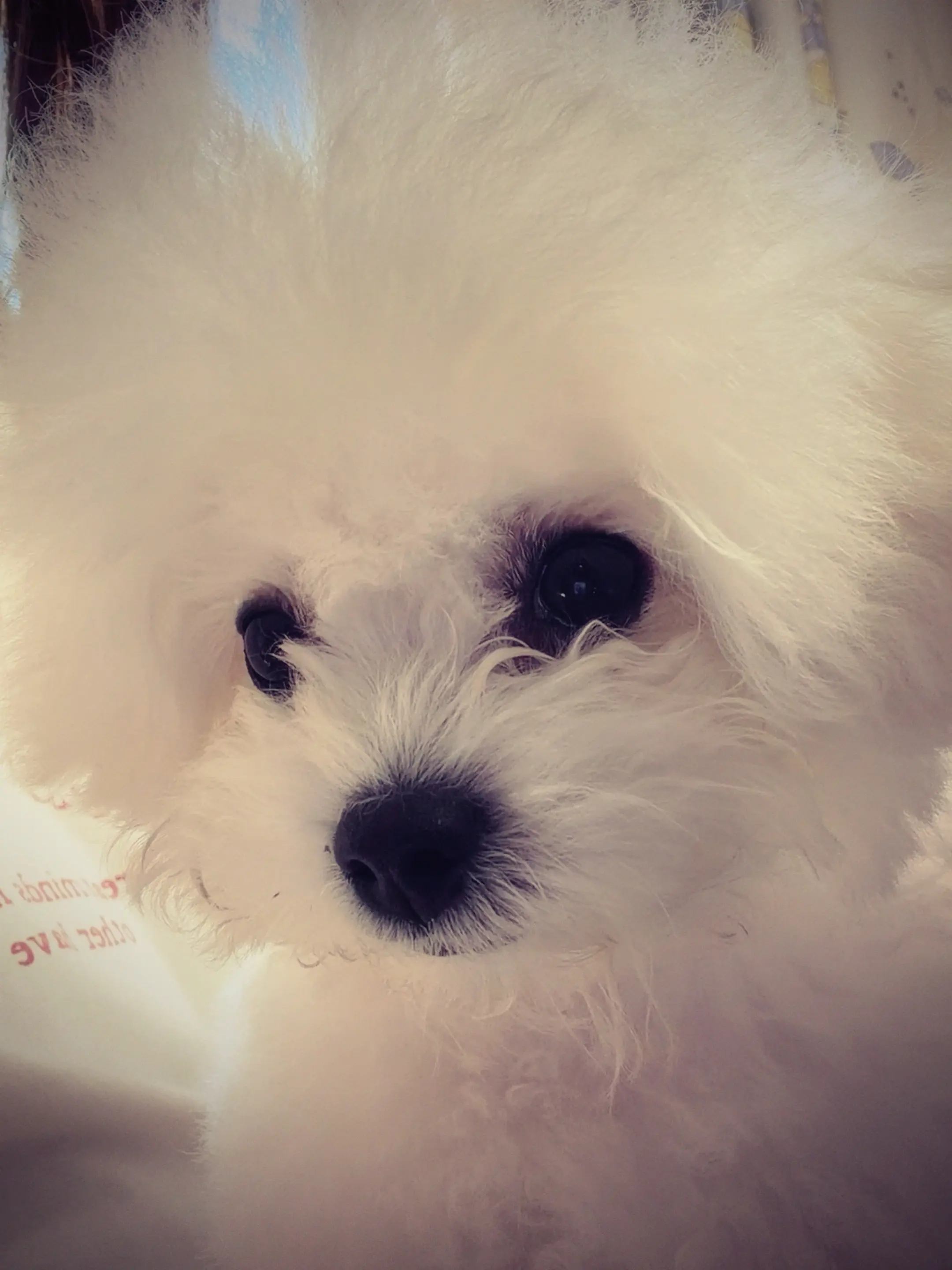 这个世上不能没有小狗🐶。