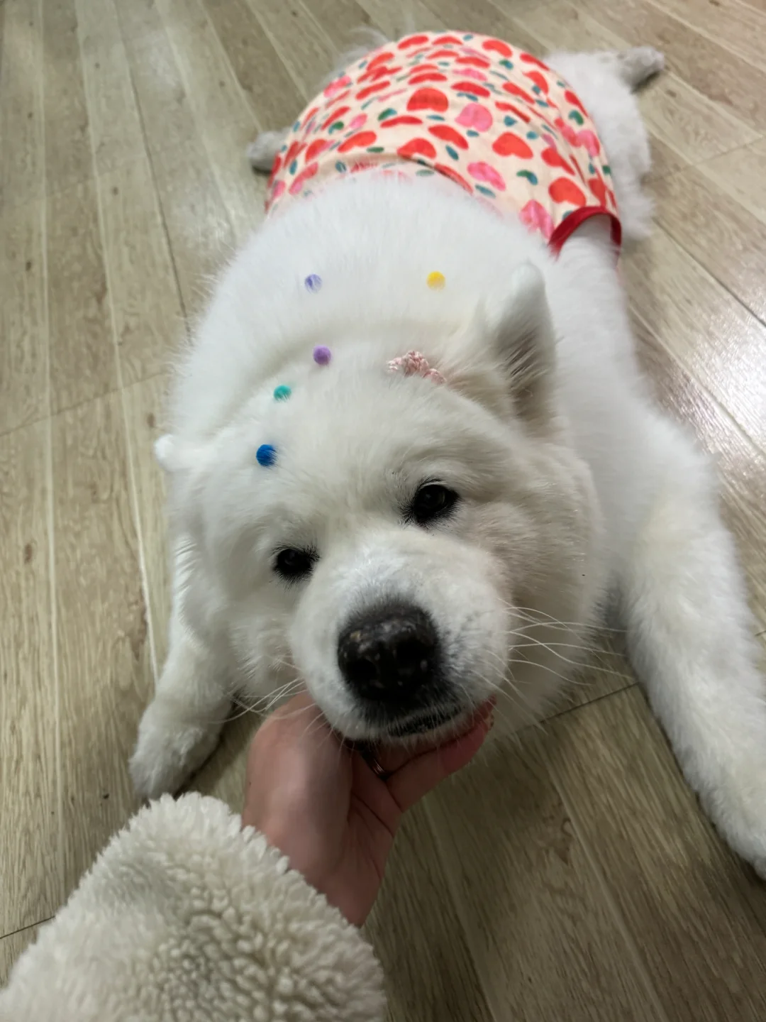 当你做手工剩下一点彩球猪咪belike