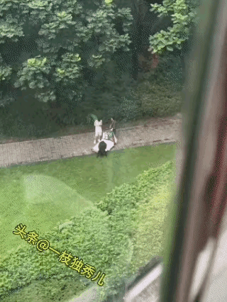 宠物主人对自己的宠物太好了，把毛孩子喂的这么胖，一个成年人想把他抱起来都费劲，目