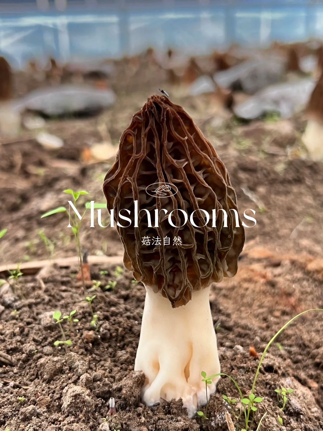 🍃山野风味｜云南羊肚菌