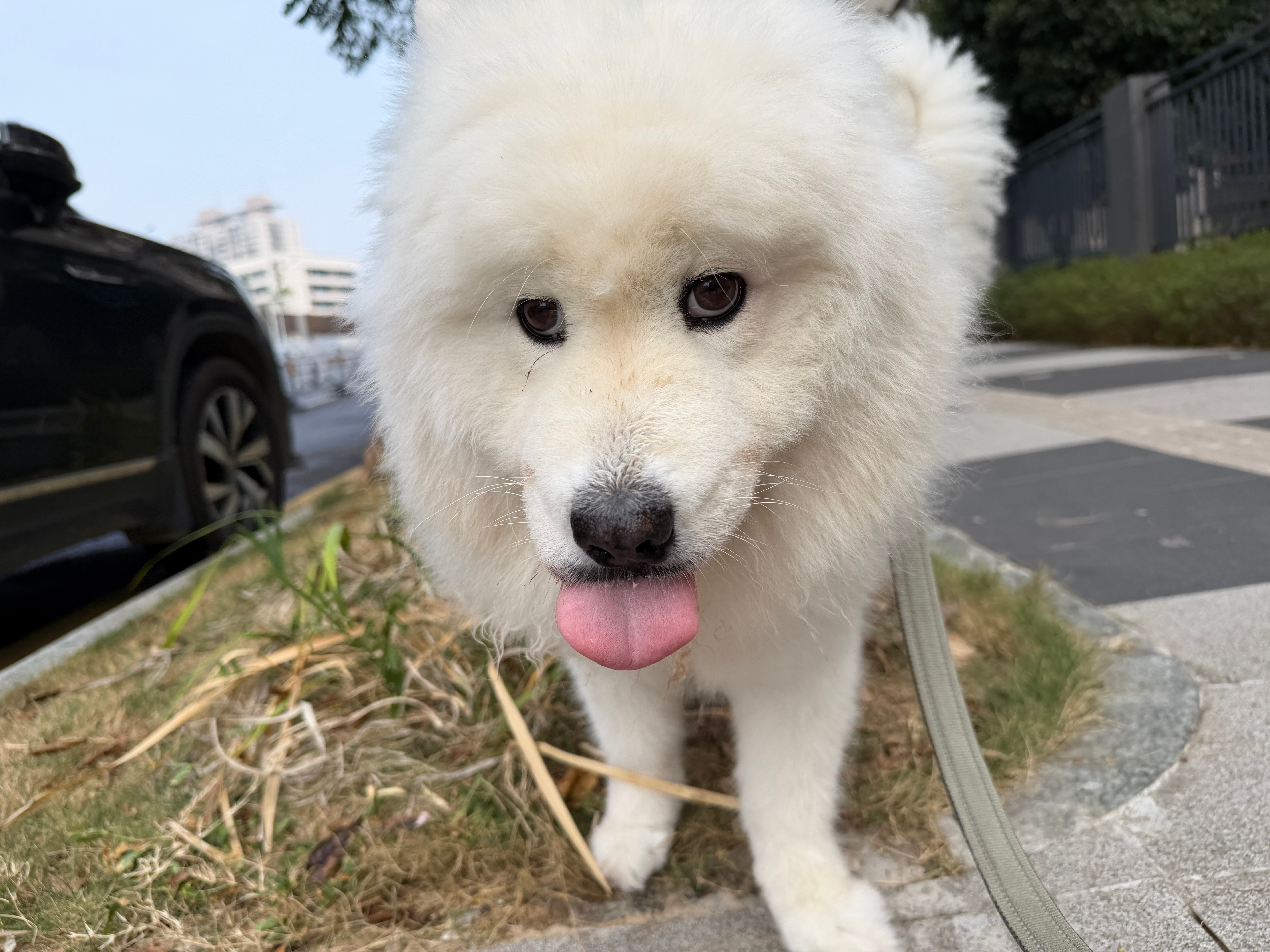 最善于抓拍杨戬尴尬瞬间[开学季] ​​​