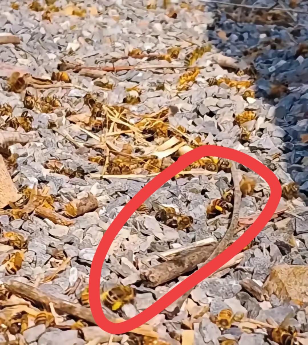 隔壁蜂农一开箱，整个人直接愣在原地。
一百多箱蜜蜂，前一天还嗡嗡闹着采蜜，第二天