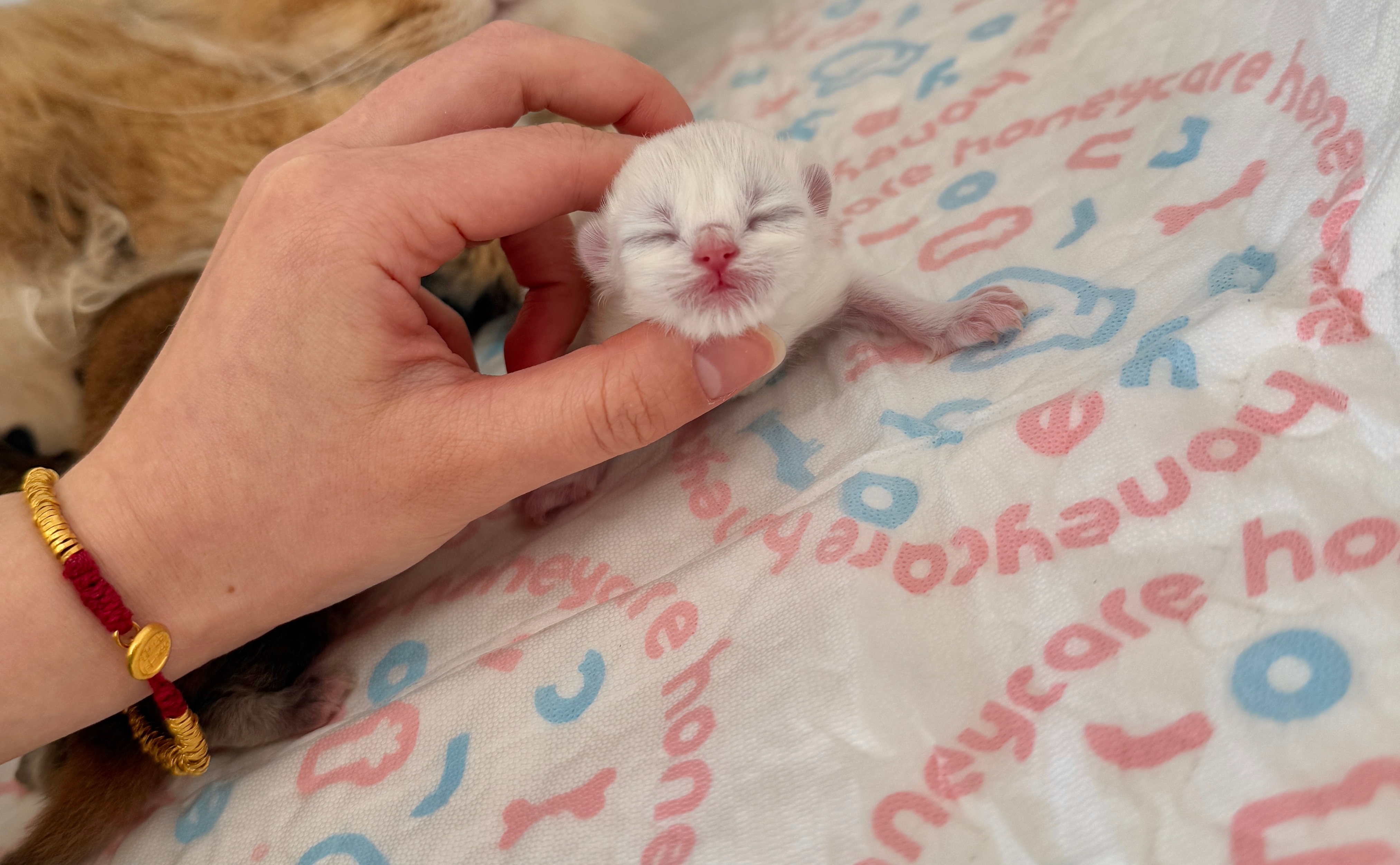 失踪人口出来营业一下 😂妇女节新生儿三枚，2金1金点，2母1公金点[超话]金渐