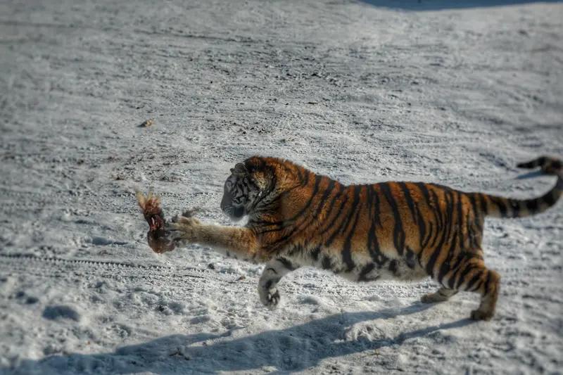 东北虎进村吃家畜，村民淡定回应：吃完有保险公司买单，真相太暖心！
 
     