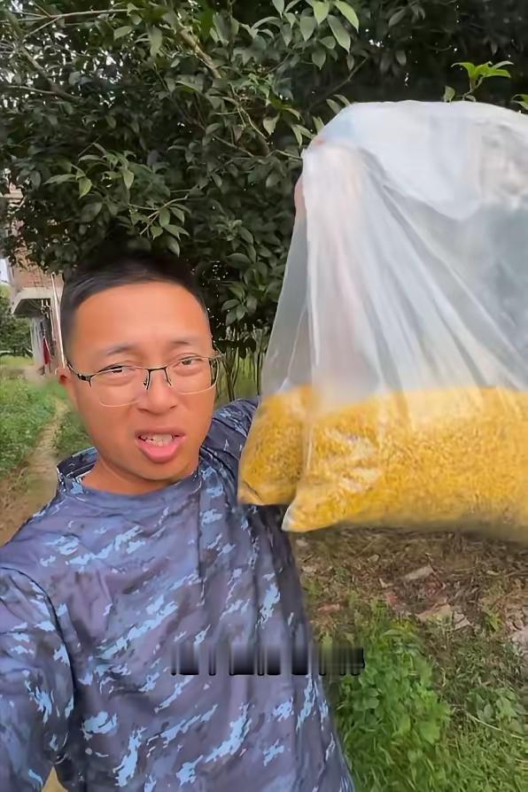 白沙镇路边搭着塑料棚，一筐筐桂花直接堆在水泥地上，旁边燃着硫磺。熏过的花颜色金黄