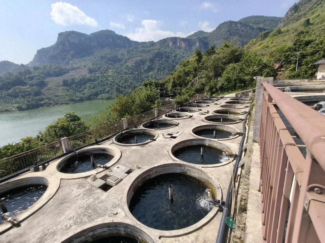 一公顷水面养出贵阳一半鲟鱼｜开阳生态渔业走出山地高效富民之路