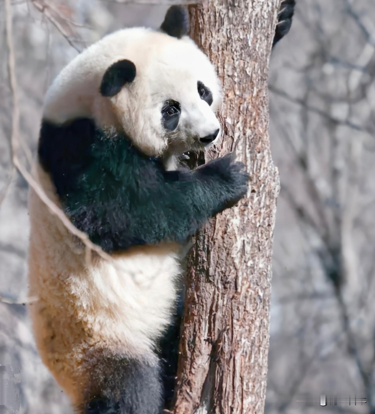 陕西建成‌数字秦岭智慧平台‌实现对大熊猫全生命周期的精准追踪‌‌‌
作者:陈必成