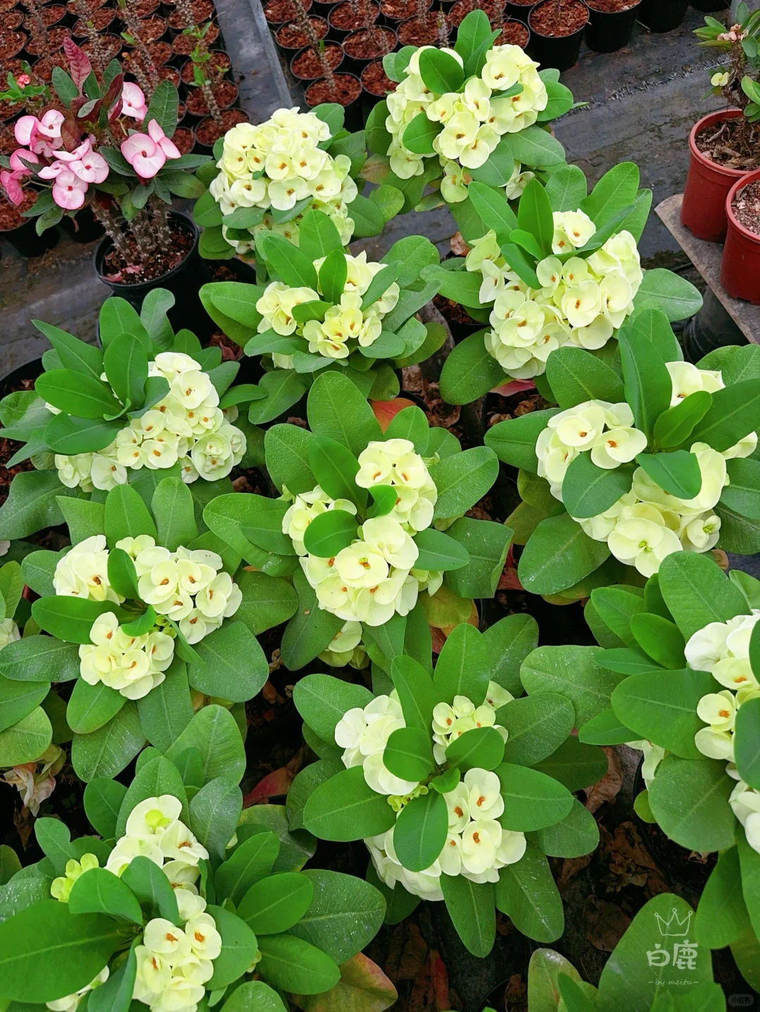 虎刺梅这个季节开疯了