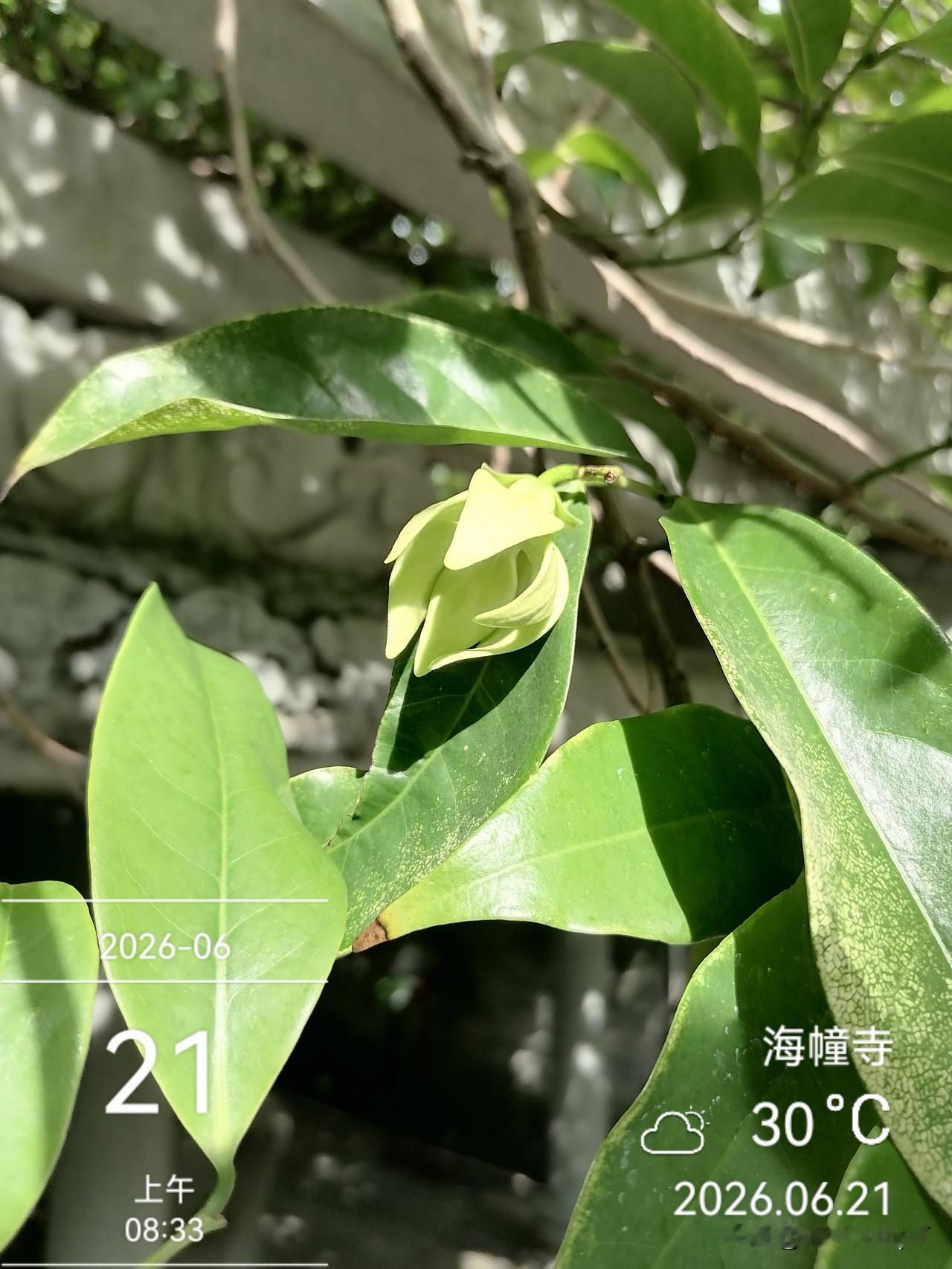 分享一张最近随手拍的照片这两天都没有寻觅到鹰爪兰。翻看之前的照片对应相应的位置，