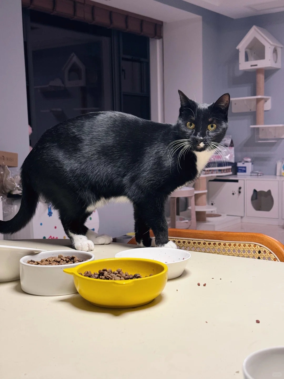 一个月大就带回家的小浪猫