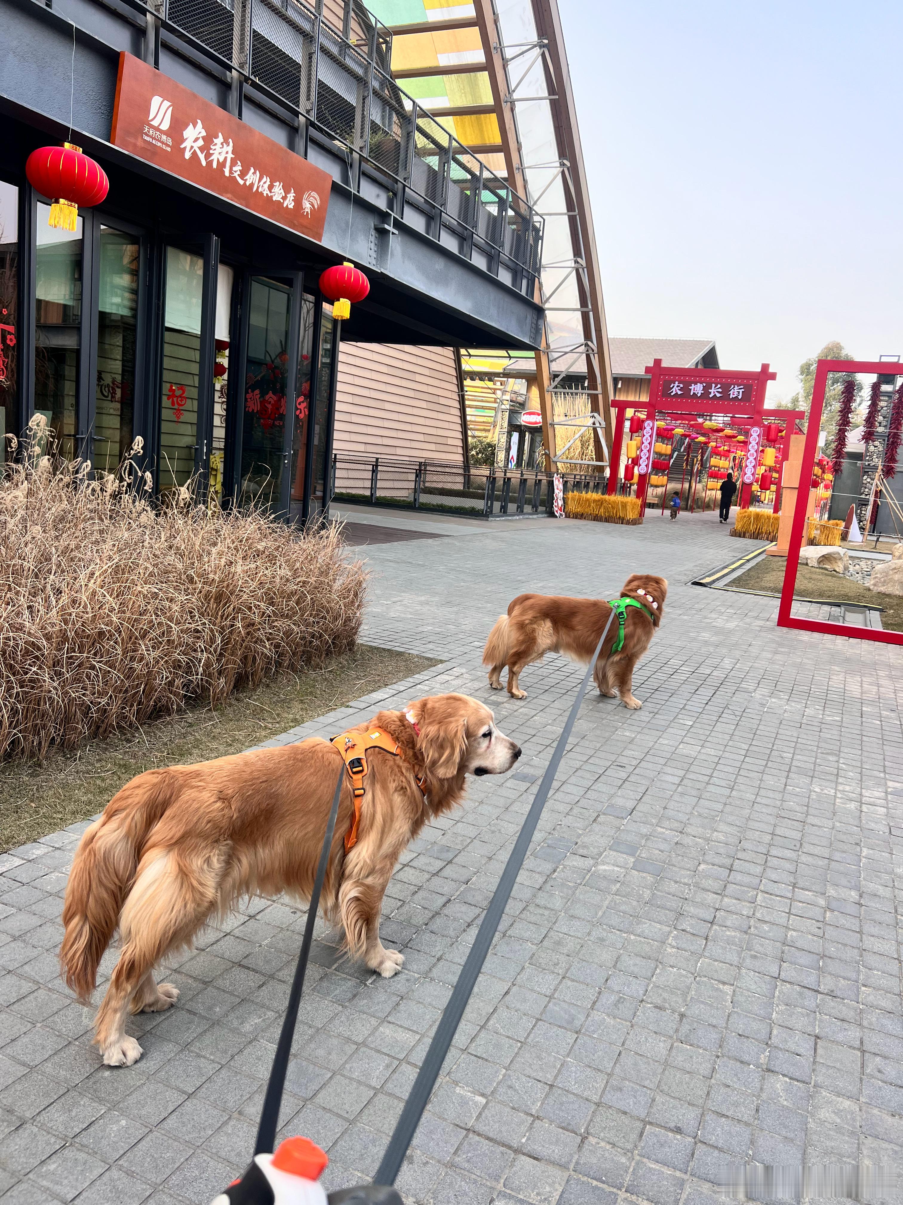 下午打卡了农博园，哈哈哈哈。停好车，带小狗走了几步就让小狗跟舅爷找了个地方休息，