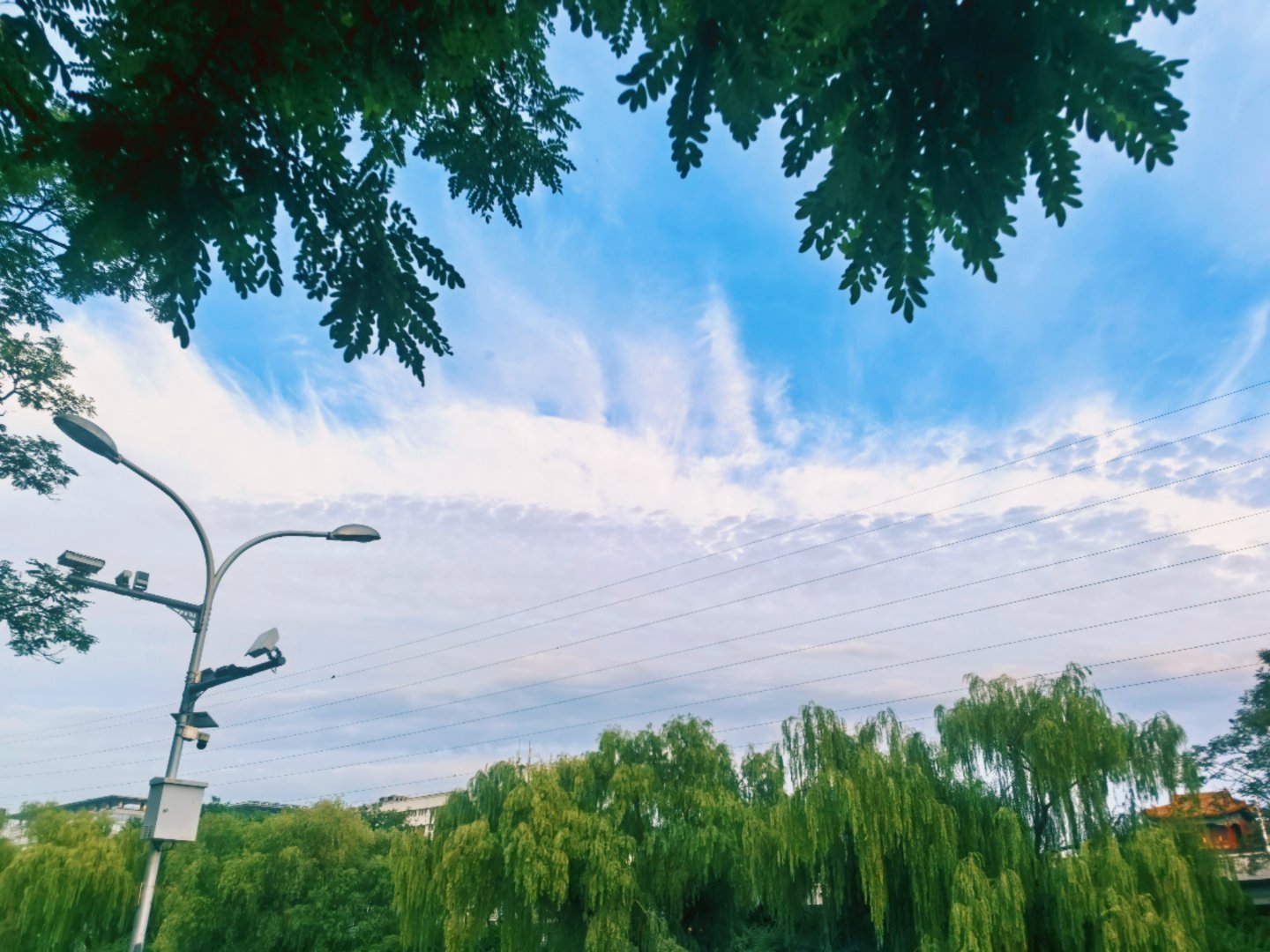 毛绒绒的柳树和长龙般的云☁️美景