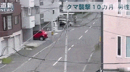 日本熊灾你们知道吗日本熊灾非常严重，有兴趣可以去看看福冈大学棕熊事件、袈裟悬事件